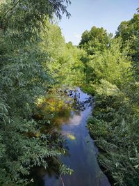 Auf dem Bild erkennt man einen geschlungenen Flusslauf der sehr grün bewachsen ist.